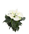 anthurium-potplanten-artica-wit-207855-0