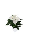anthurium-potplanten-artica-wit-207855-1