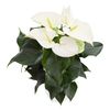 anthurium-potplanten-artica-wit-207855-2