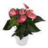 anthurium-potplanten-livium-brillante-rood-220118-1