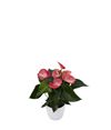 enanthurium-pot-livium-brillante-red-220118-0
