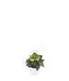 anthurium-potplanten-smaragd-groen-220221-0