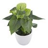 anthurium-potplanten-smaragd-groen-220221-2