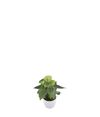 enanthurium-pot-smaragd-green-220221-1