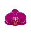 phalaenopsis-potplanten-campeche-paars-108729-0