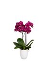 phalaenopsis-potplanten-campeche-paars-108729-1