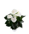 enanthurium-pot-alpine-white-205747