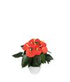 anthurium-potplanten-stilo-oranje-205901-0
