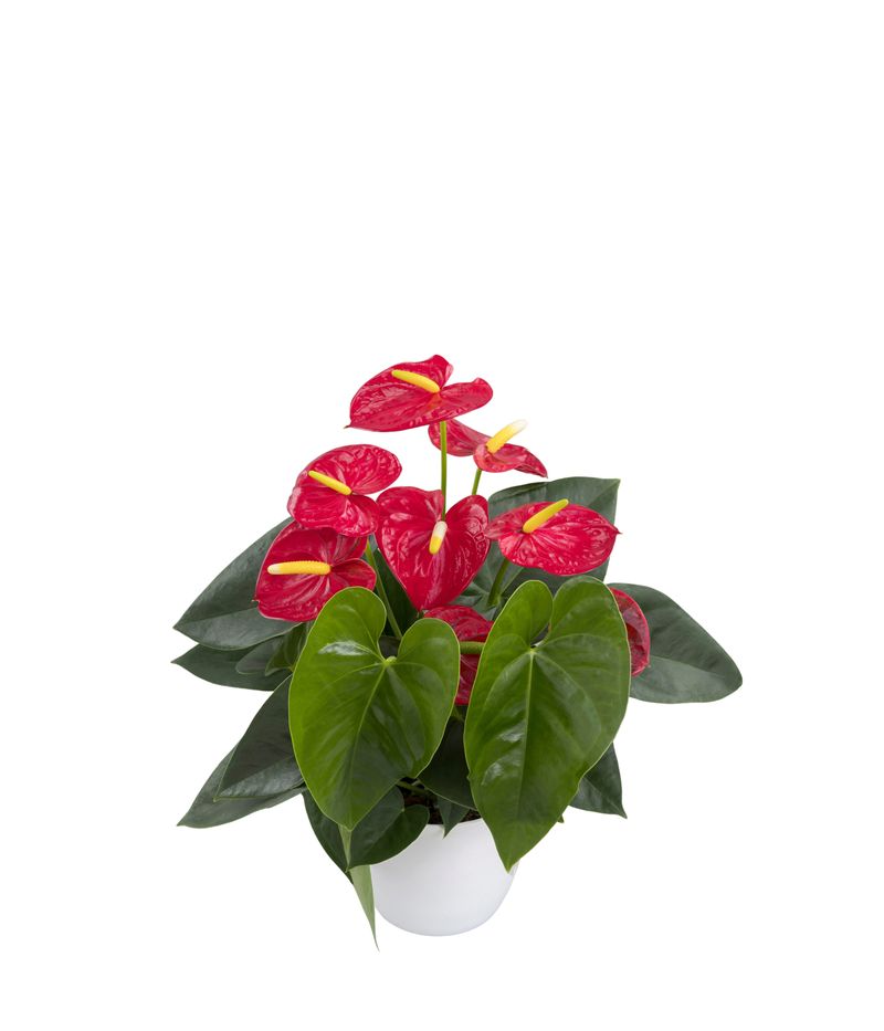 Royal Champion - Anthurium pot plants | Anthura
