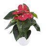 enanthurium-pot-royal-champion-red-202072-1