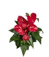 enanthurium-pot-nevada-red-203725
