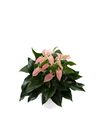 anthurium-potplanten-joli-peach-roze-204365