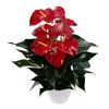 enanthurium-pot-oregon-red-204975