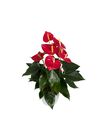 enanthurium-pot-tremendo-red-206615