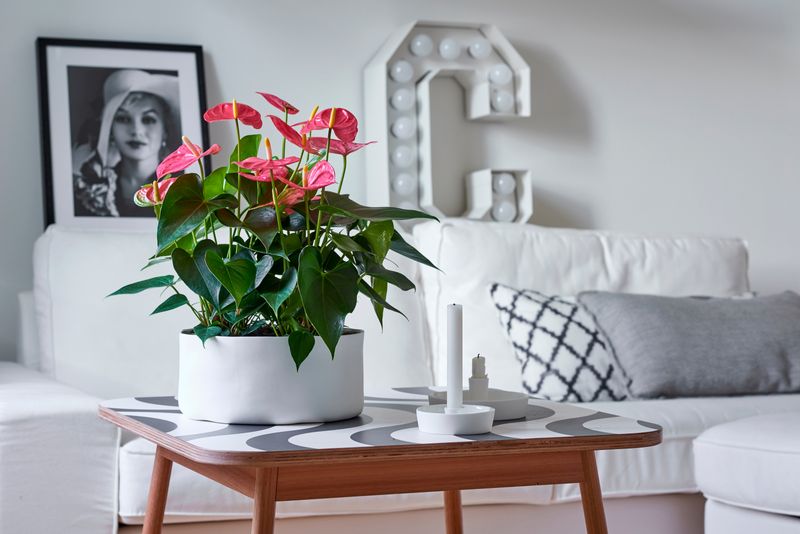 dracaena arborea Dracaena 'Tornado' | Indoor Plant | Tropical Plant | Potted Plant main image 1
