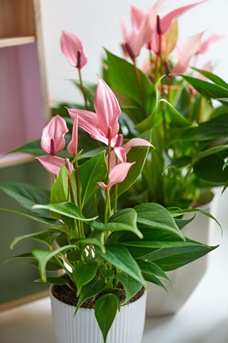 Lilli - Anthurium pot plants | Anthura