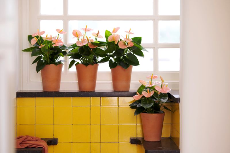Spirit - Anthurium pot plants | Anthura
