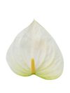 anthurium-potplanten-wit-206423-2