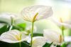 enanthurium-pot-white-206423-0