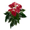 anthurium-potplanten-michigan-rood-202883-1