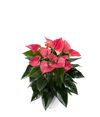 anthurium-potplanten-sweet-dream-roze-203845