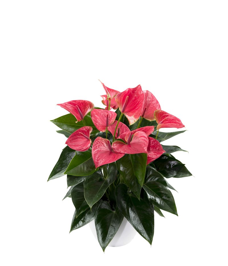 Sweet Dream - Anthurium pot plants | Anthura