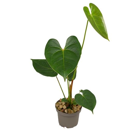 anthurium andraeanum in water Red Anthurium in a 4
