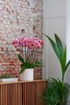 phalaenopsis-potplanten-dijon-koper-107197-0
