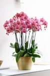 phalaenopsis-potplanten-dijon-koper-107197-2