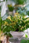 enexclusive-orchids-tarantula-r-yellow-601112-1