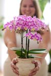 enphalaenopsis-pot-sunca-pula-pink-110202-0