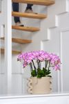 enphalaenopsis-pot-sunca-pula-pink-110202-1