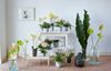 170411_Anthura_Sfeer_03