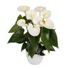 anthurium-potplanten-cocos-wit-206517-1