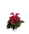 anthurium-potplanten-picanta-red-rood-207600