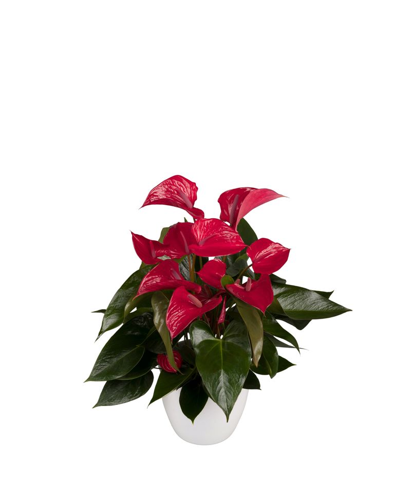 Picanta Red - Anthurium pot plants | Anthura