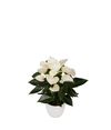 enanthurium-pot-chill-white-206423