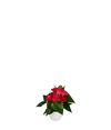 anthurium-potplanten-casparo-rood-205127-1