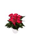 esanturio-para-maceta-casparo-rojo-las-flores-conservan-su-color-mucho-tiempo-0