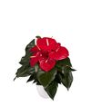 anthurium-potplanten-idaho-rood-205888-0