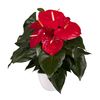 anthurium-potplanten-idaho-rood-205888-1