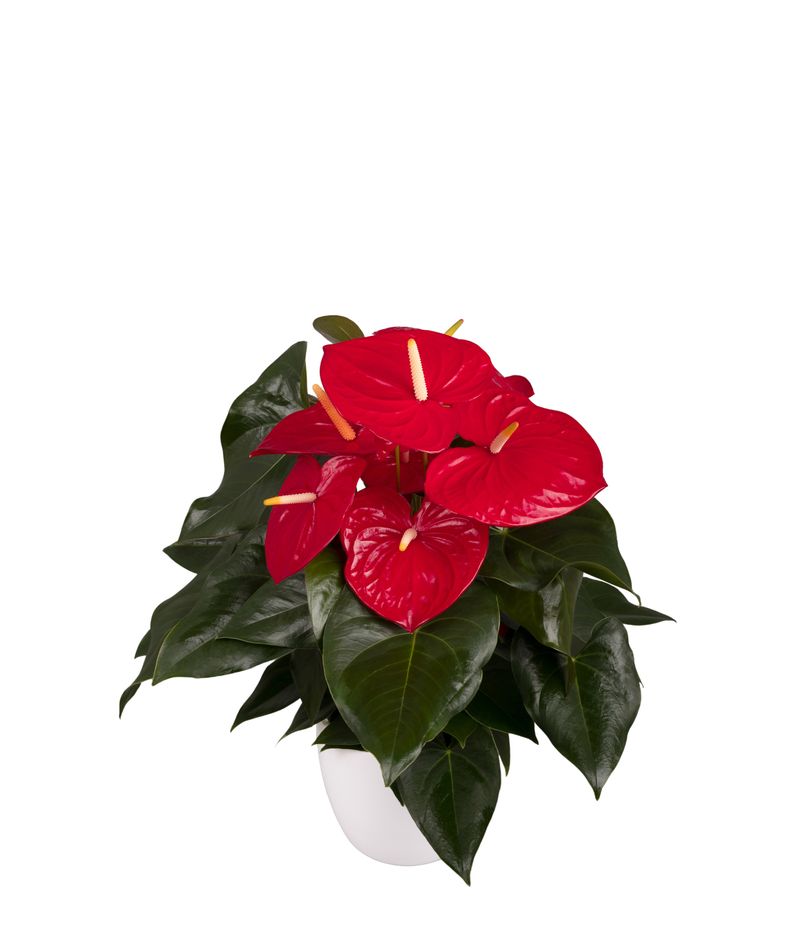 full grown money tree plant Money Tree Plant with Planter - Small (12