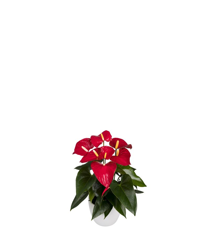 Bambino Red - Anthurium pot plants | Anthura