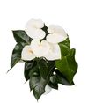 anthurium-potplanten-montana-wit-203332