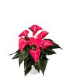 anthurium-potplanten-maine-roze-204473