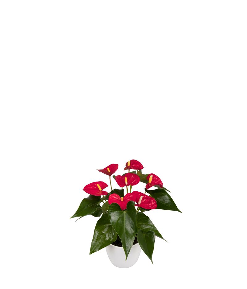 Aristo - Anthurium pot plants | Anthura