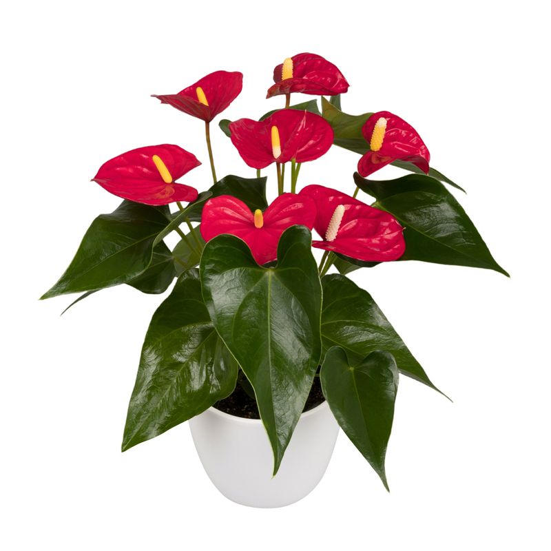 black philodendron cardinal Philodendron "Black Cardinal" Variegated 'Small Size'