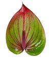 anthurium-snijrassen-barika-groen-209065-1
