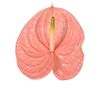 anthurium-snijrassen-kuduro-roze-209046-1