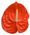 anthurium-snijrassen-naranja-oranje-209056